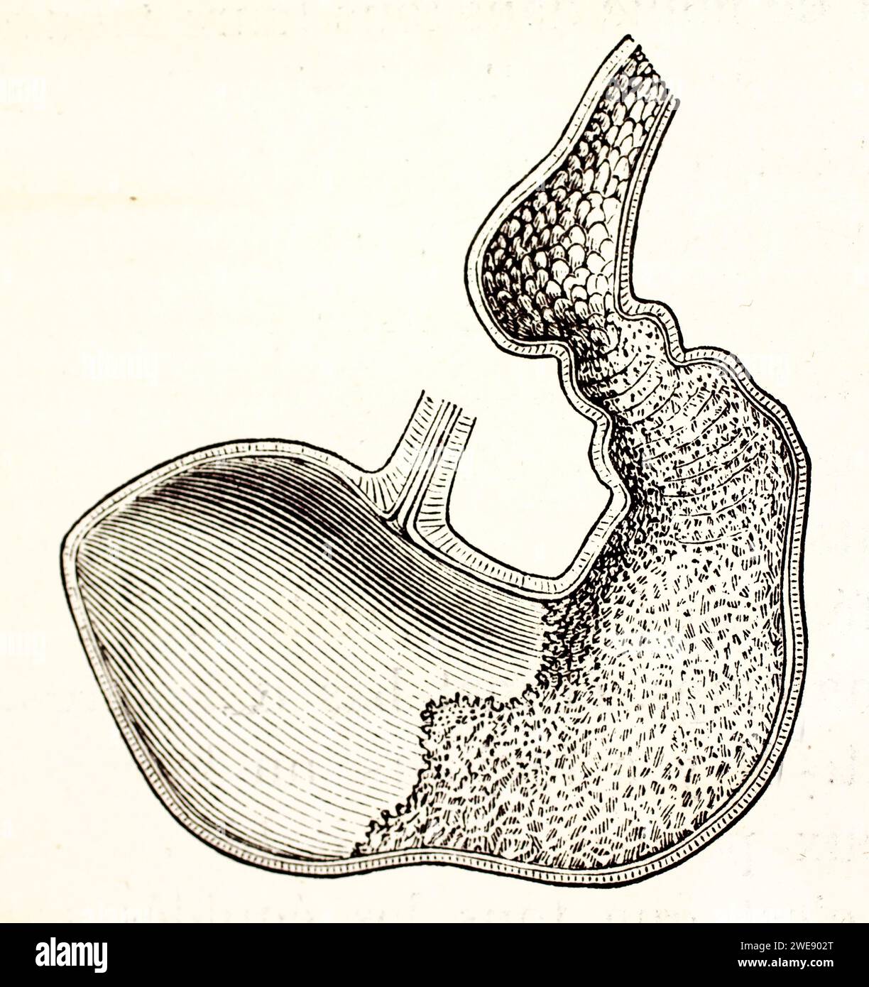Incisione anatomica vintage dello stomaco di un cavallo in sezione trasversale, mostrata in dettaglio su sfondo bianco. Pubblicato nel 1878. Foto Stock