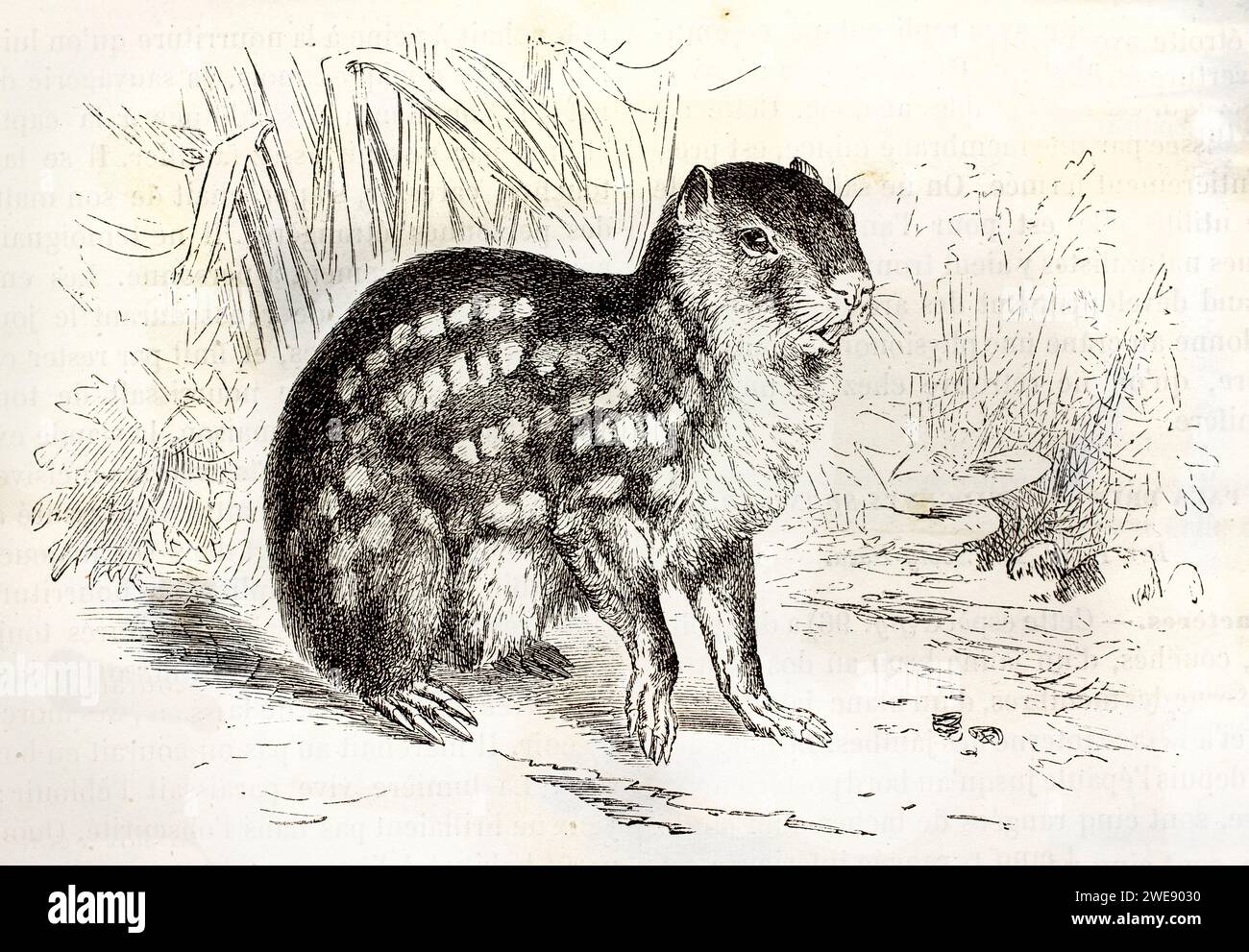 Incisione vintage di una Paca di Lowland, un mammifero simile a un roditore, che riposa su un terreno naturale. Corpo compatto e maculato. Pubblicato nel 1878. Foto Stock