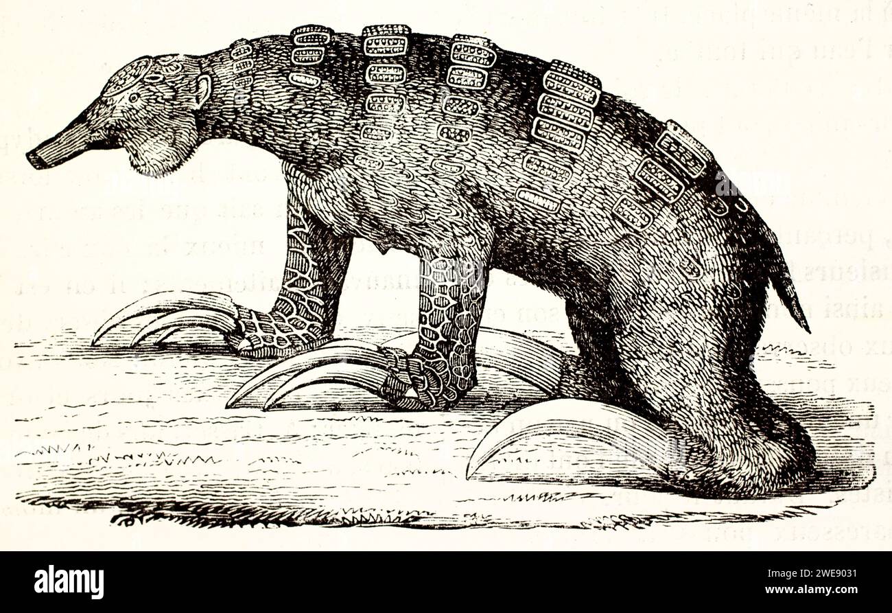 Restauro idealizzato con vista laterale vintage dell'estinto Megatherium, inciso con raffinati dettagli scientifici. Pubblicato nel 1878. Foto Stock