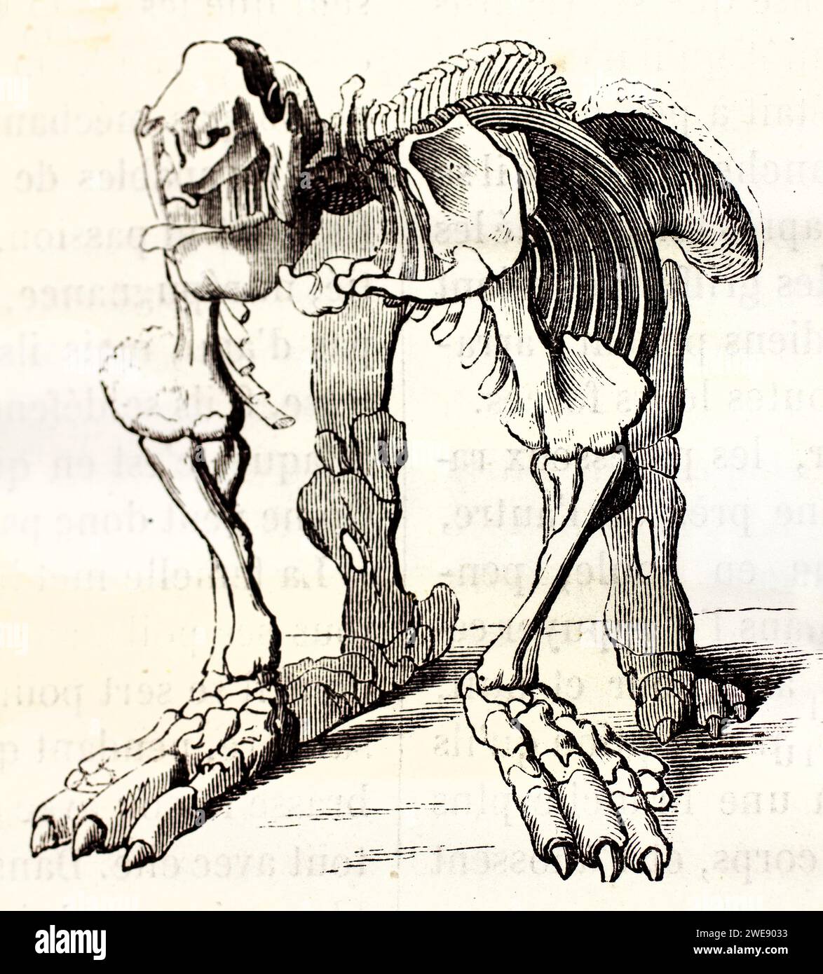 Incisione dello scheletro ricostruito di Megatherium, un bradipo gigante preistorico. Vista laterale. Pubblicato nel 1878. Foto Stock