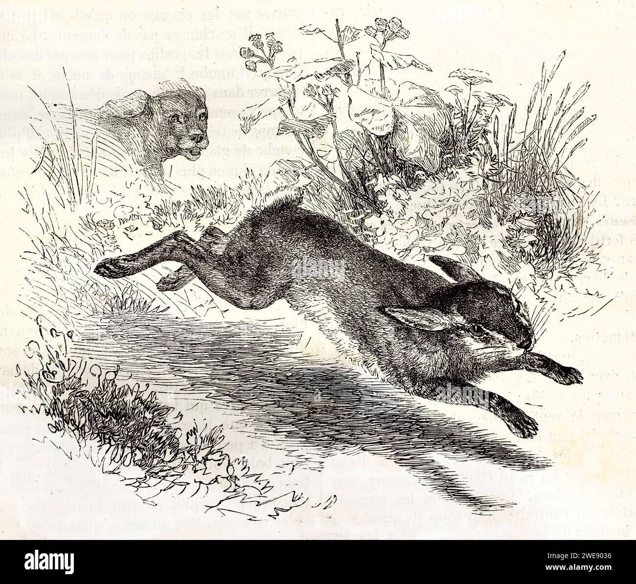 Lepre di montagna che si snoda su terreni erbosi, inseguita da un cane in lontananza. Incisione vintage del 1878. Foto Stock