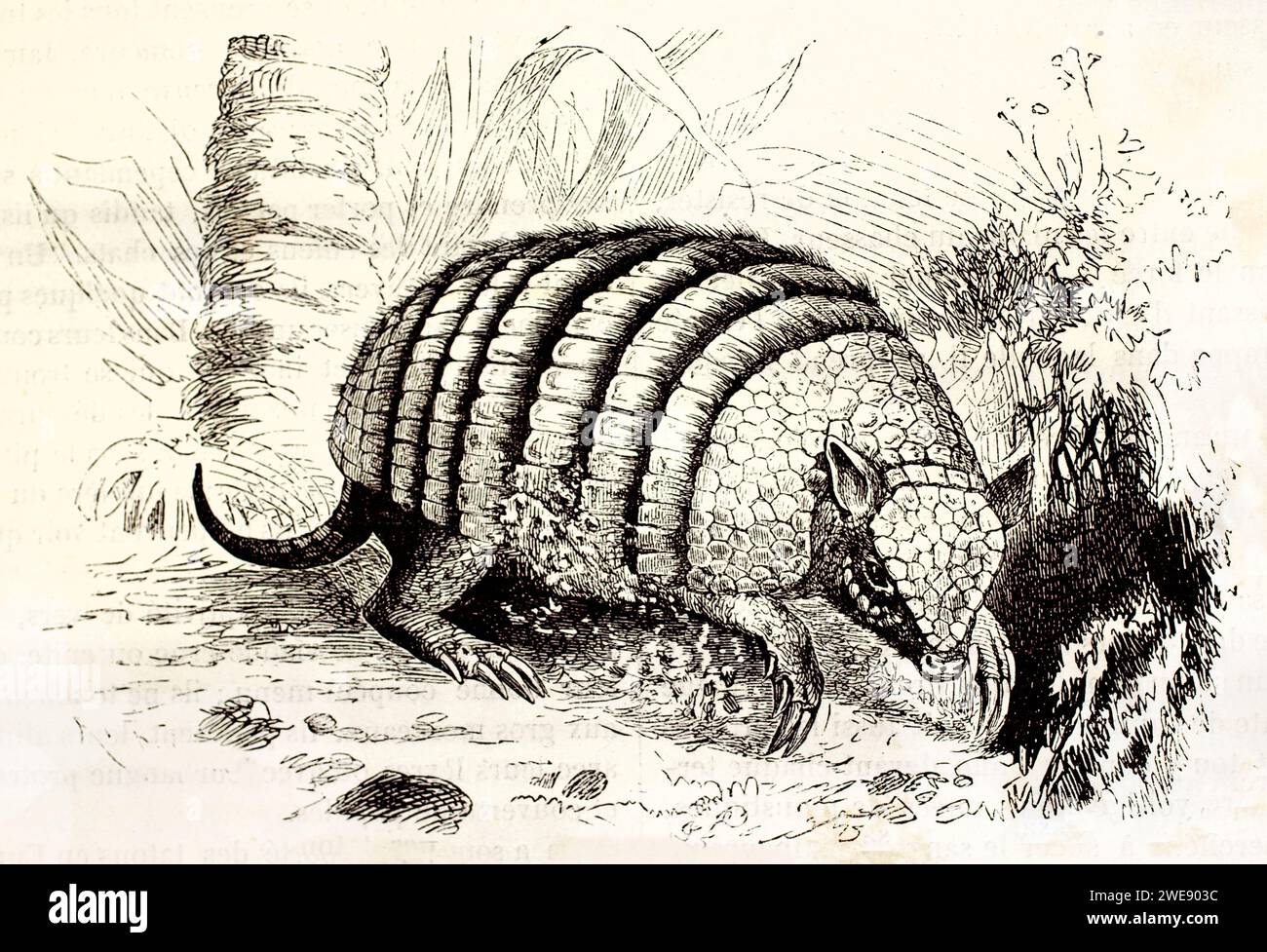 Incisione vintage di Armadillo a nove bande che cammina di profilo all'interno dell'habitat naturale. Pubblicato nel 1878. Foto Stock