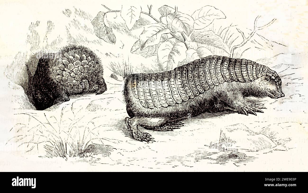 Due armadilli Pinky Fairy vicino alla loro tana, uno che entra nella tana. Incisione vintage con flora del deserto. Pubblicato nel 1878. Foto Stock
