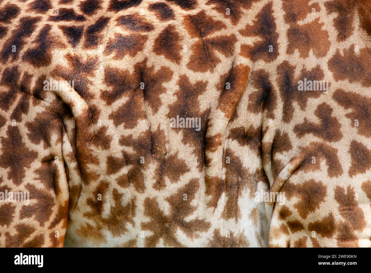 Giraffa Maasai (Giraffa tippelskirchi) modello e consistenza della pelle, su animali viventi, riserva nazionale Masai Mara, Kenya, Africa orientale Foto Stock