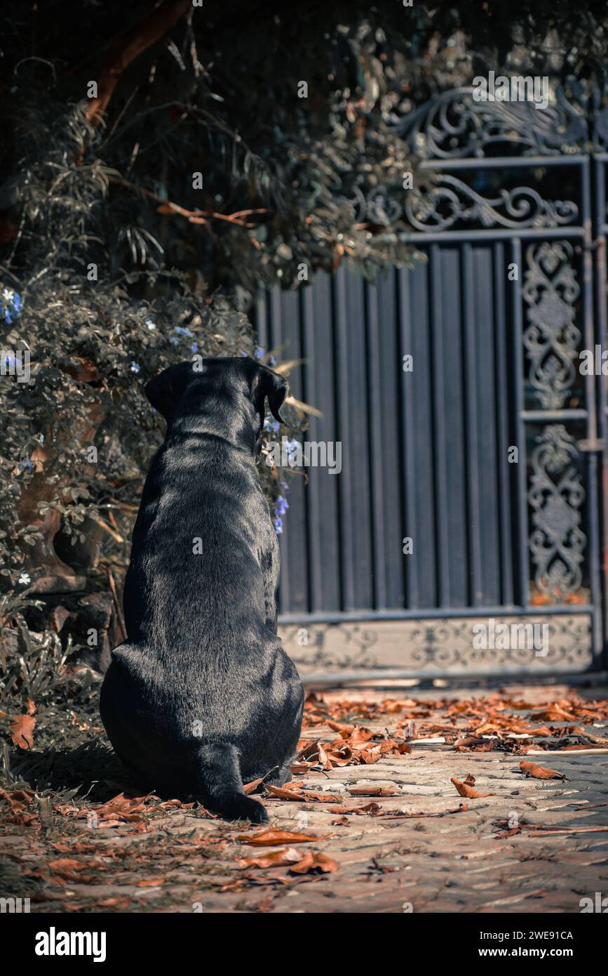 Cane seduto su un giardino e in cerca di libertà. Foto Stock