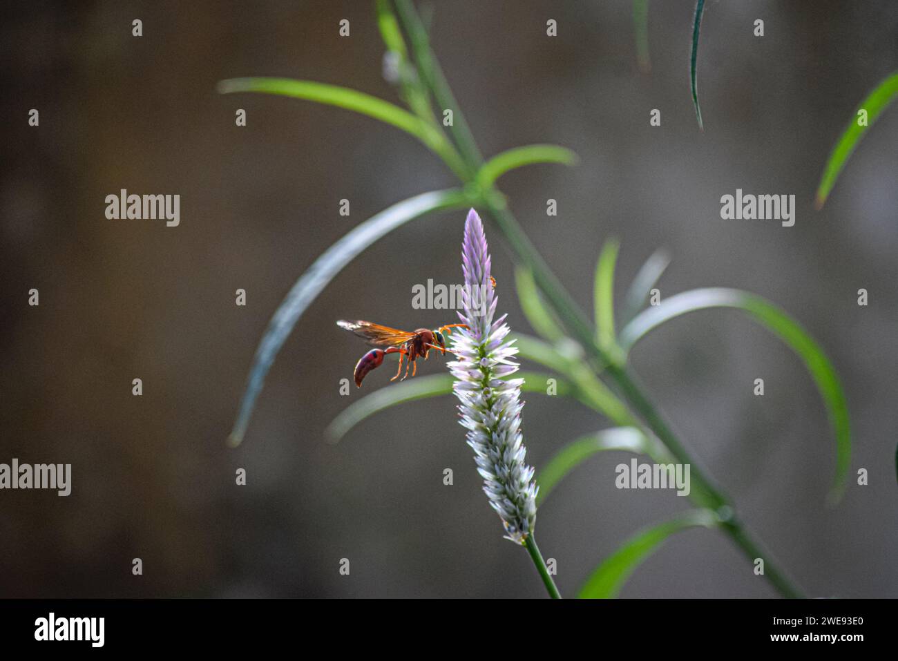 Wasp su un fiore Foto Stock