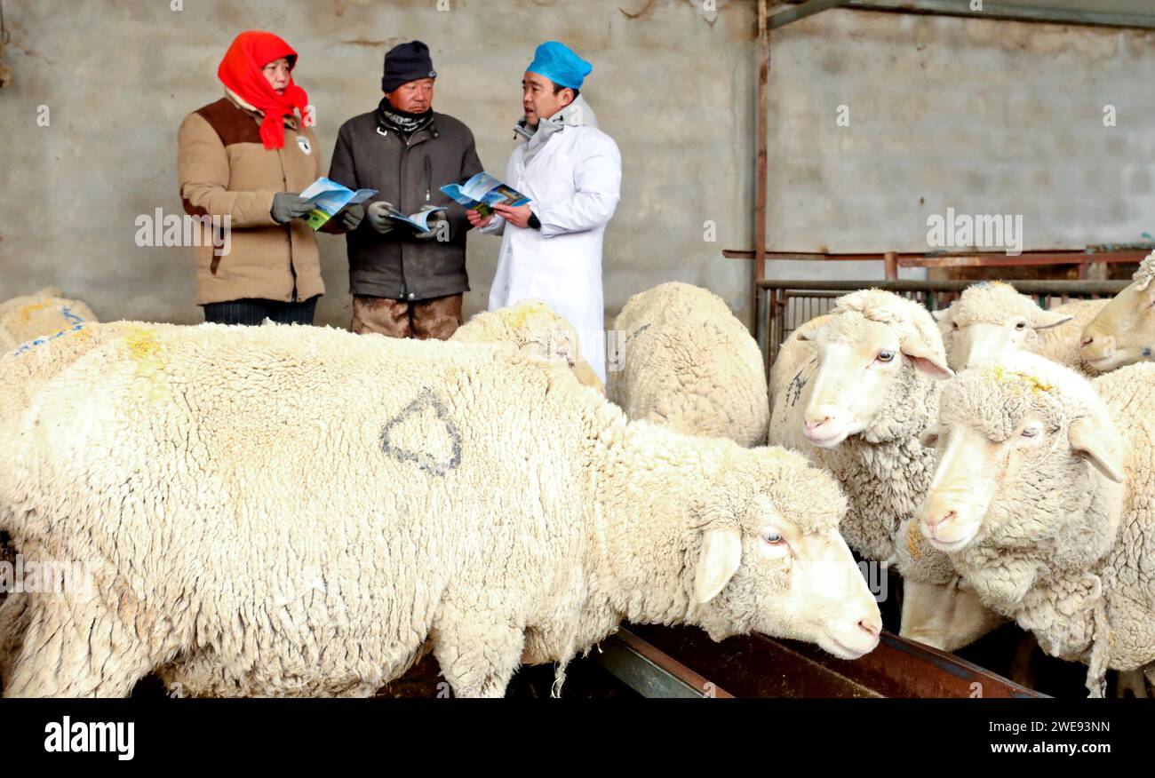 ZHANGYE, CINA - 23 GENNAIO 2024 - Un tecnico di un allevamento rurale e di una postazione veterinaria spiega i punti chiave dell'allevamento di un inverno Foto Stock