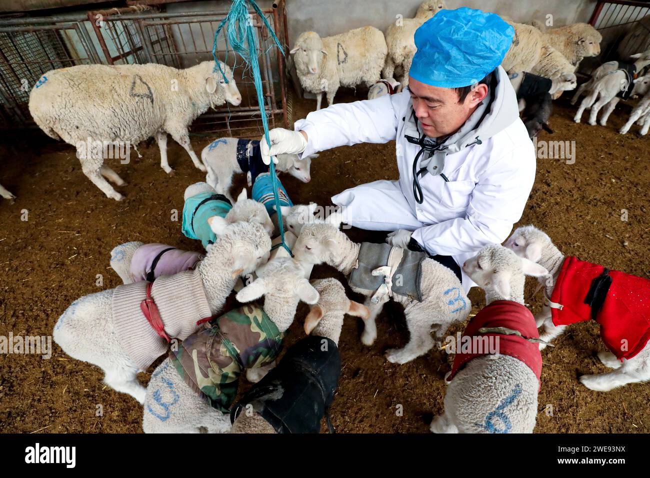 ZHANGYE, CINA - 23 GENNAIO 2024 - Un tecnico di un'azienda di allevamento e di veterinaria della città ispeziona un agnello neonato nella città di Zhangye, GA Foto Stock