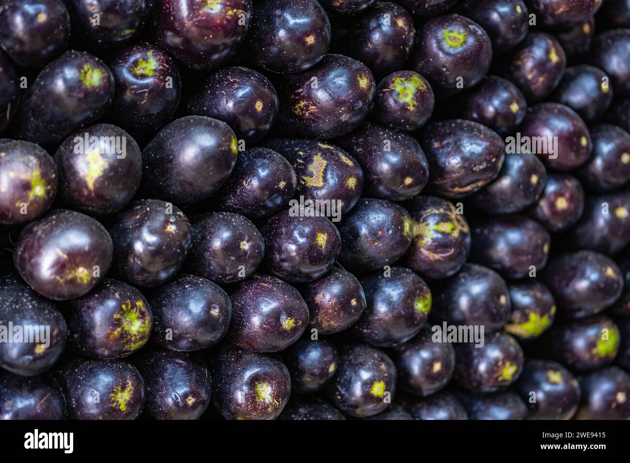 Da vicino un mucchio di melanzane fresche. Piante di uovo viola fresche biologiche. Melanzane o melanzane. Un mazzo di melanzane fresche mature da vicino, messa a fuoco selettiva, b Foto Stock