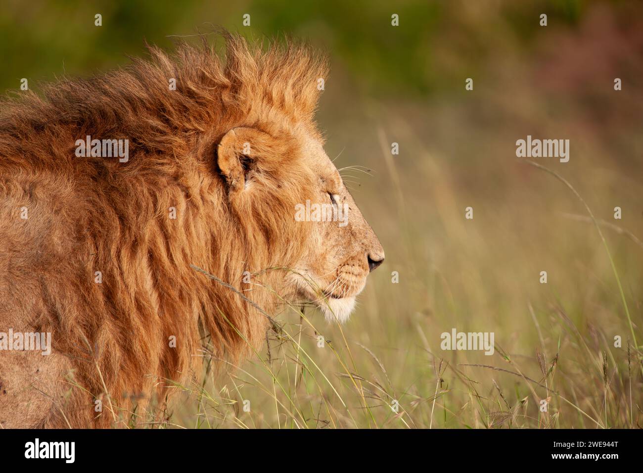 Men Lion (Panthera leo), Masai Mara National Reserve, Kenya, Africa orientale Foto Stock