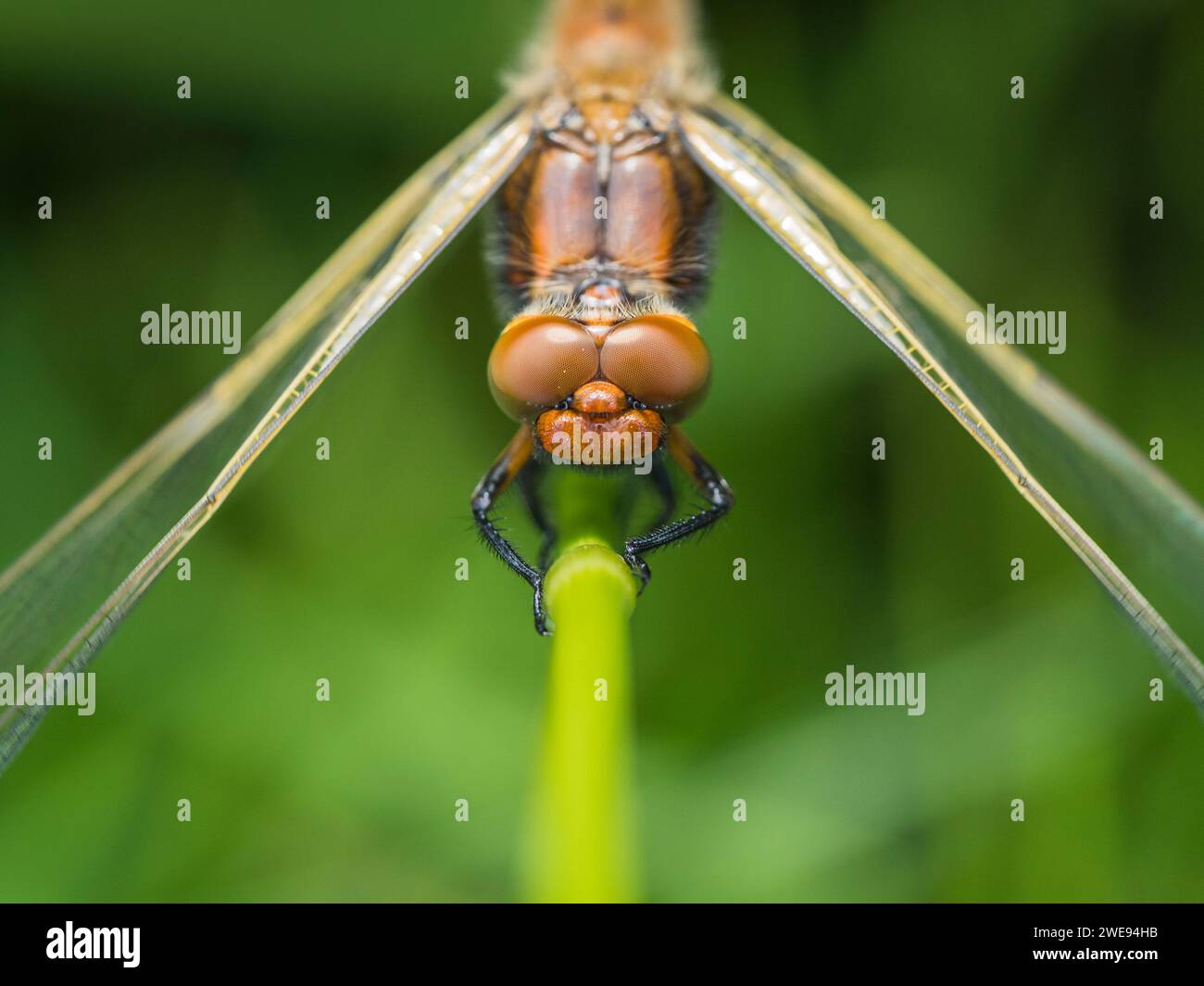 Recentemente emerse scarso Chaser (Libellula fulva), River Great Ouse, Cambridgeshire, Inghilterra, Regno Unito Foto Stock