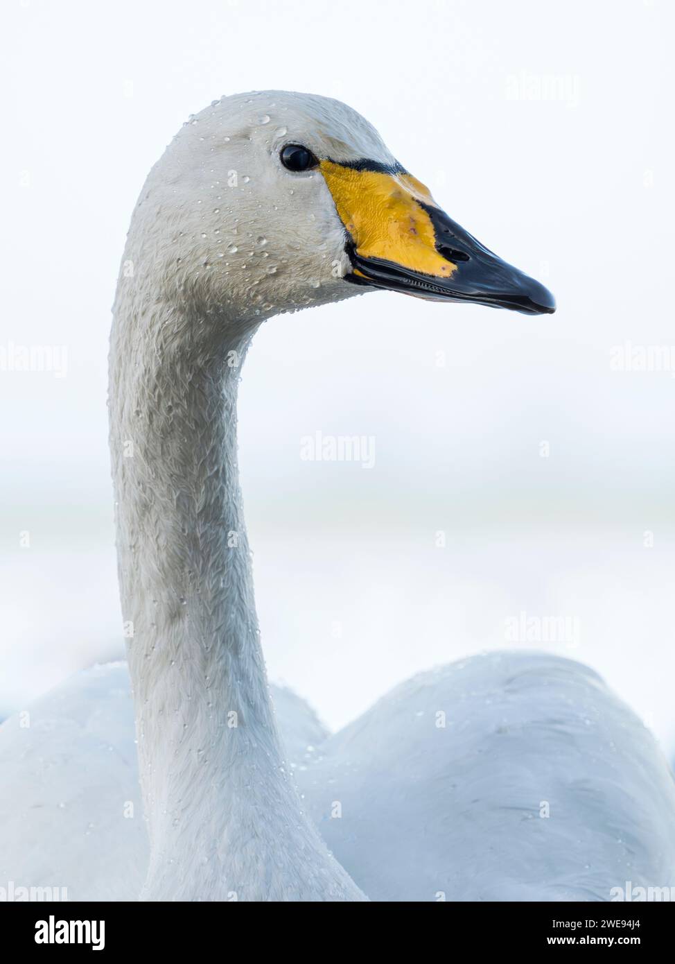 Primo piano della testa e del collo di un Whooper Swan adulto (cygnus cygnus), Ouse Washes, Welney, Norfolk, Inghilterra Foto Stock