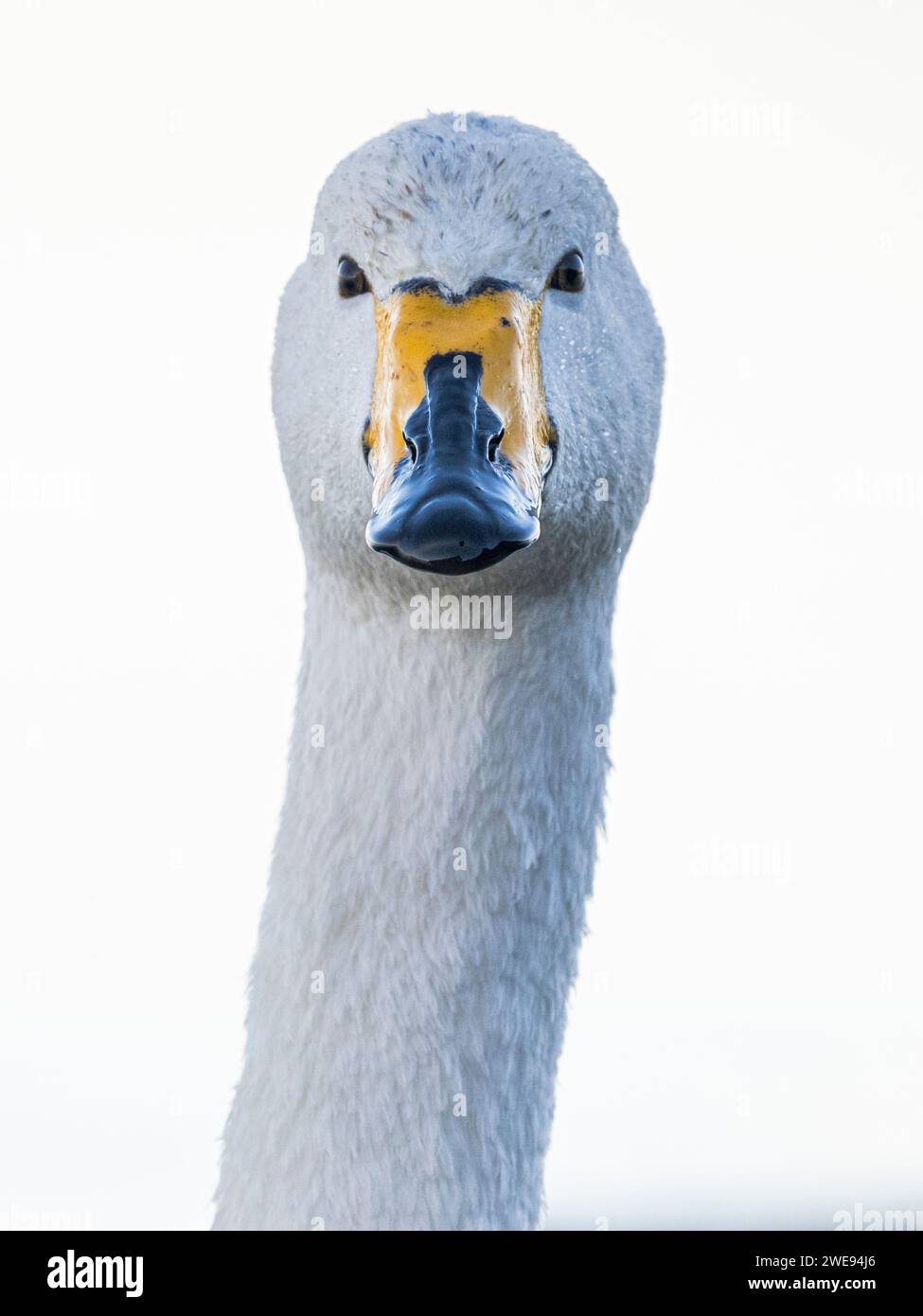Primo piano della testa e del collo di un Whooper Swan adulto (cygnus cygnus), Ouse Washes, Welney, Norfolk, Inghilterra Foto Stock