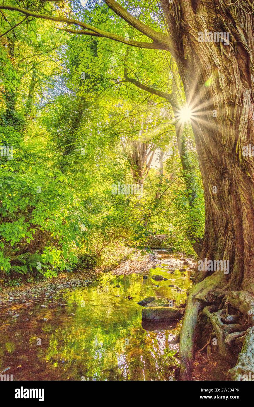 Sunburst attraverso gli alberi nel bosco di Crawfordsburn, Bangor, County Down, Irlanda del Nord Foto Stock