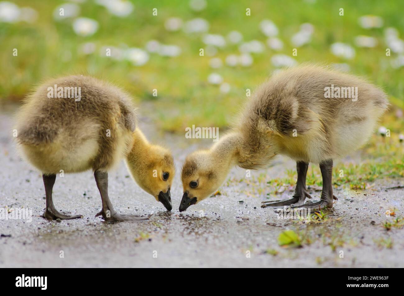 Canada Goose Branta canadensis, Goslings foraging, maggio. Foto Stock