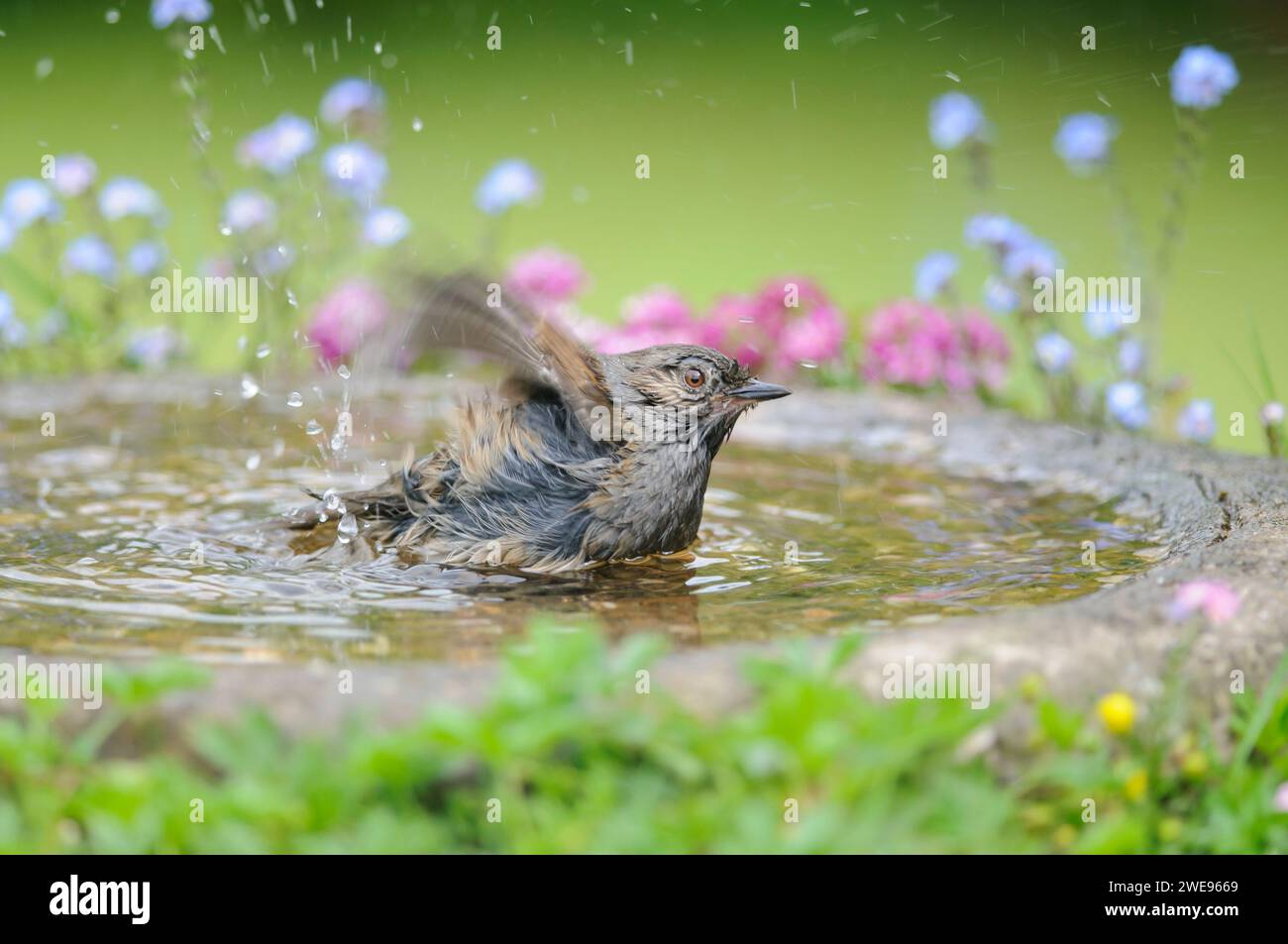 Dunnock Prunella modularis, bagno di uccelli in giardino. Maggio. Foto Stock