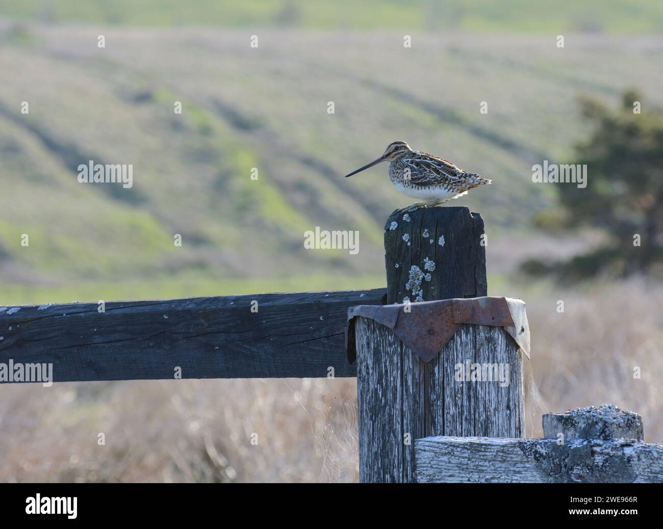 Gallinago gallinago comune, arroccato sul cancello della fattoria nel pascolo montano, maggio. Foto Stock