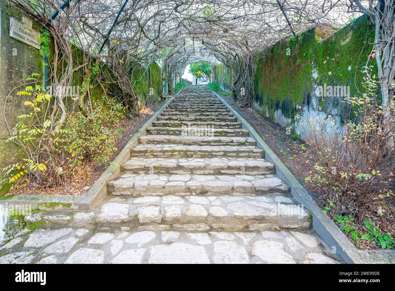 Scale "sociedade filarmonica" viste in profondità con cespugli come tetto, Ourém, Fátima, Portogallo. Foto Stock