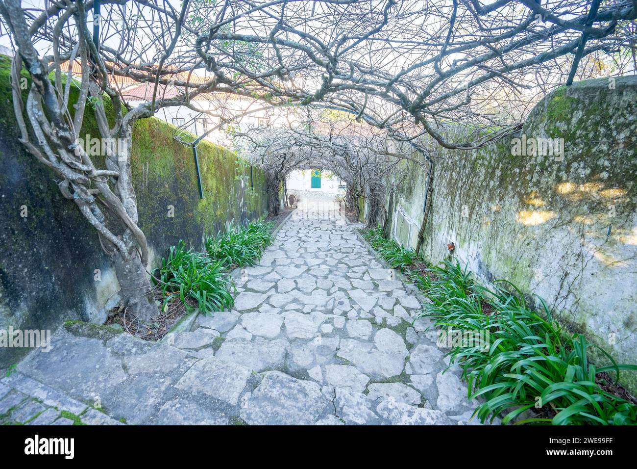 Scale "sociedade filarmonica" viste in profondità con cespugli come tetto, Ourém, Fátima, Portogallo. Foto Stock