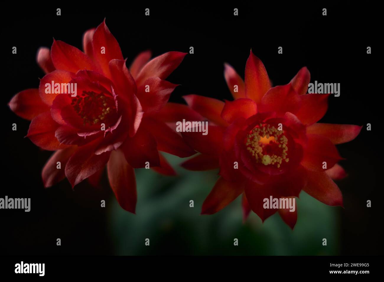 primo piano fiore rosso di gymnocalycium baldianum cactus Foto Stock