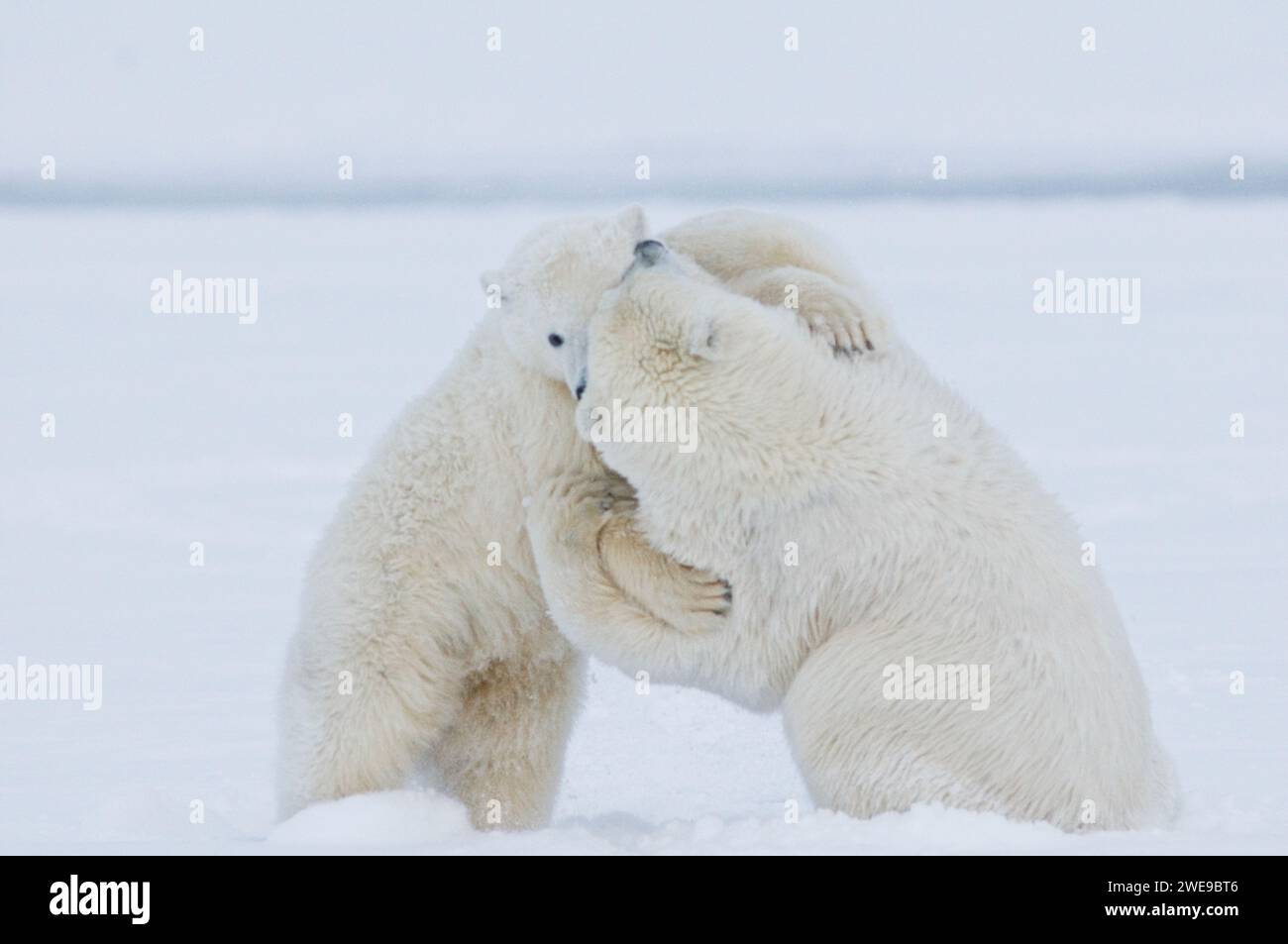 Orsi polari cuccioli di Ursus maritimus che giocano e viaggiano attraverso il ghiaccio appena formato durante il congelamento autunnale 1002 ANWR Kaktovik Barter Island Alaska Foto Stock