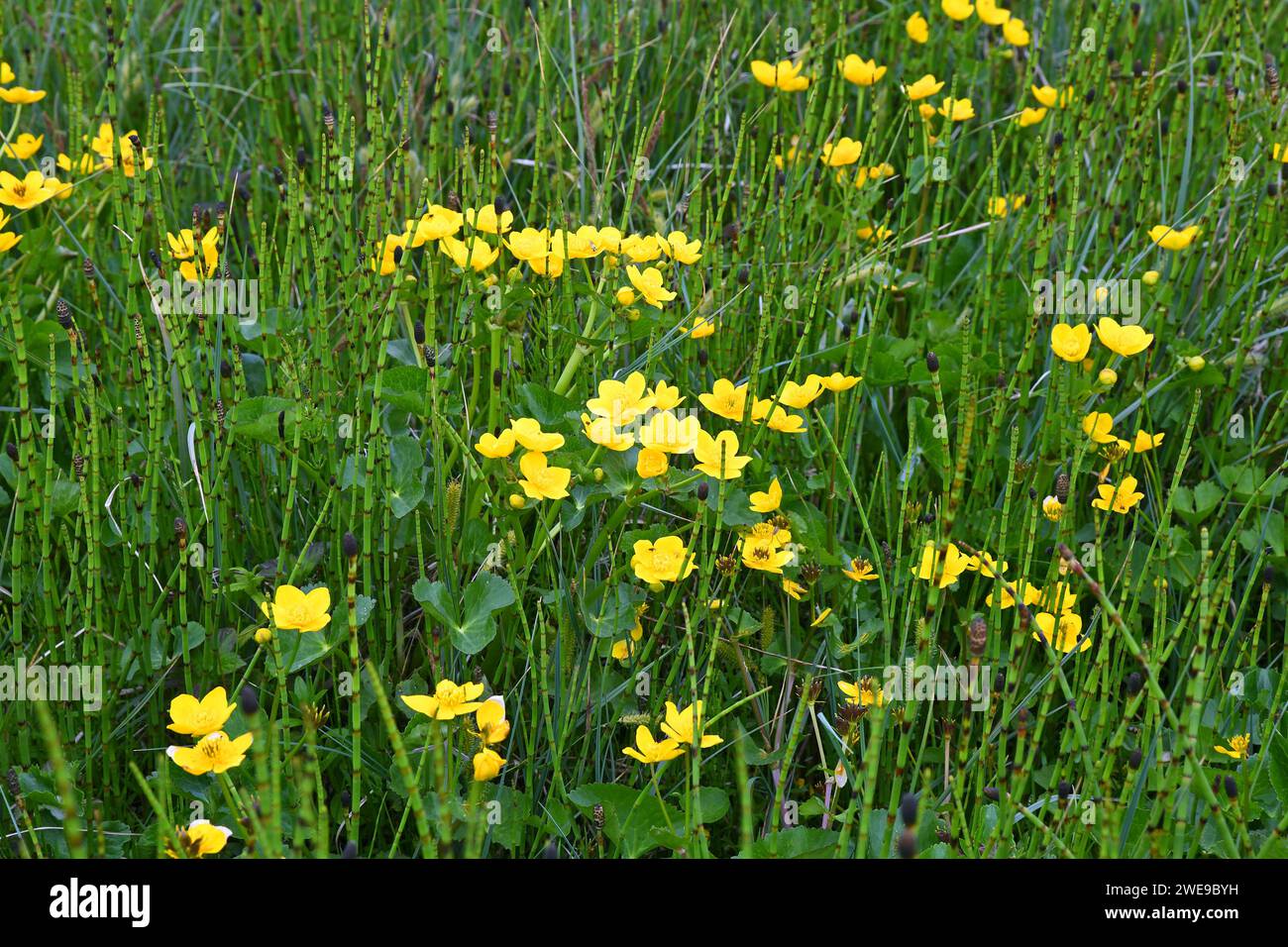 Caltha palustris, noto anche come Marsh-Marigold e kingcup Foto Stock