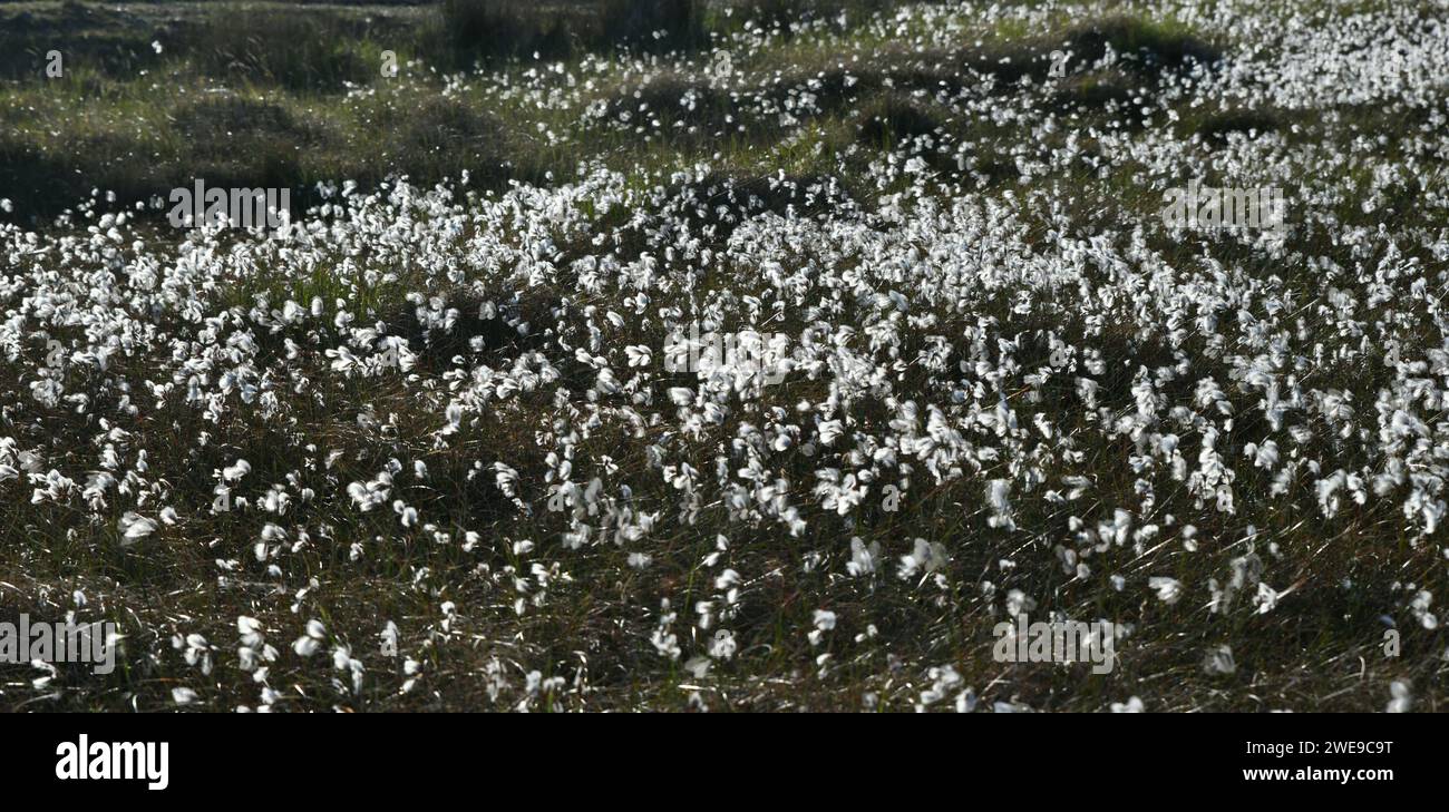 Eriophorum angustifolium, comunemente noto come erba cottonacea comune o cottonsedge comune Foto Stock