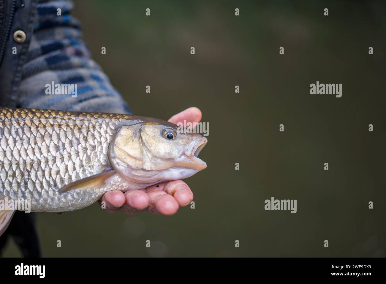 Primo piano di un pescatore britannico che tiene in mano un pesce appena pescato. Foto Stock