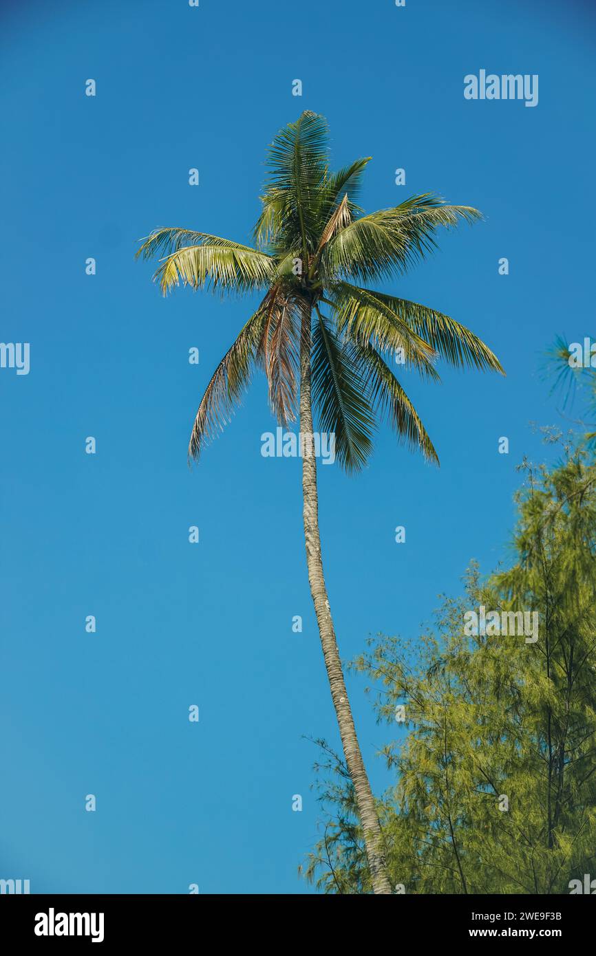 Paesaggio di palme da cocco sulla spiaggia tropicale in estate in Thailandia. Palme da cocco molto alte svettano nel cielo blu e nuvola. Foto Stock