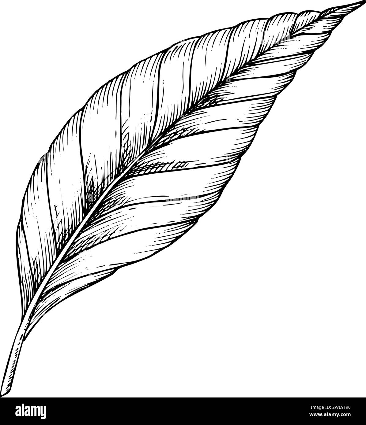 Illustrazione vettoriale Palm Leaf. Ramo di albero tropicale della giungla disegnato a mano in stile lineare su sfondo isolato. Disegno inciso di fogliame della foresta pluviale per icona o logo. Pittura botanica di piante. Illustrazione Vettoriale