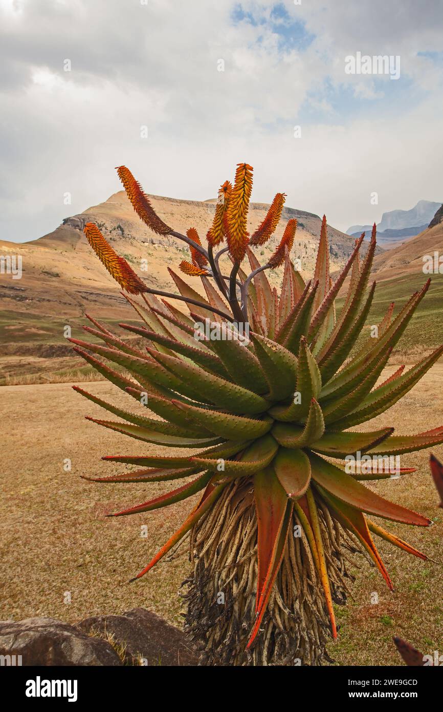 Mountain Aloe Aloe ferox 15704 Foto Stock