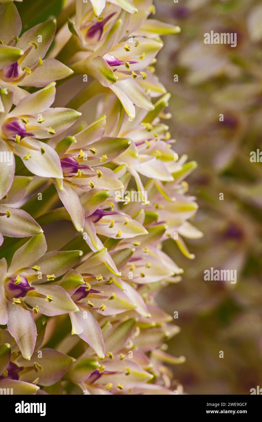 Immagine macro dei fiori di Eucomis autumnalis, noto anche come Giglio dell'ananas o Giglio dell'ananas d'autunno, fotografata in piena fioritura nel Walter Sisulu Foto Stock