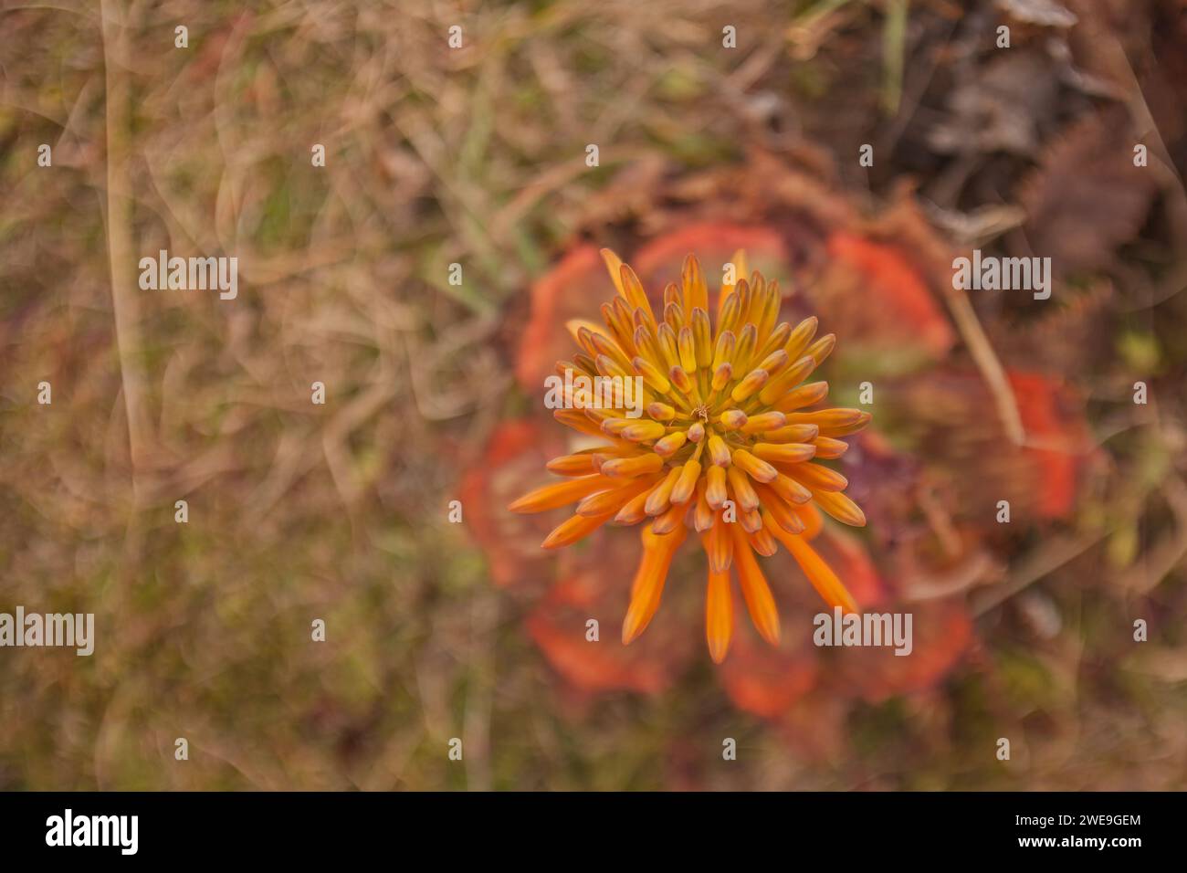 Sapone Aloe Aloe maculata 15706 Foto Stock