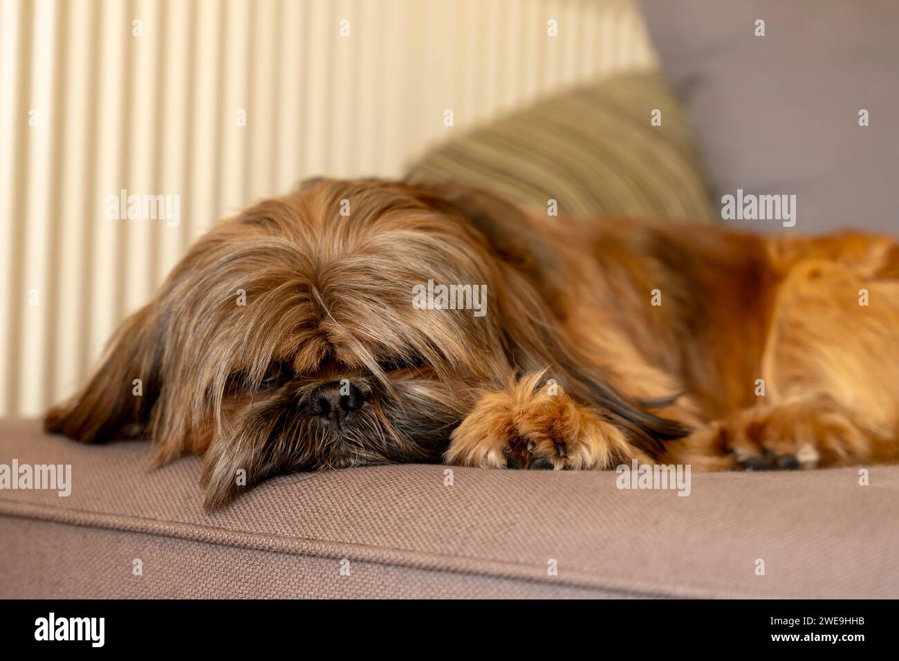 shih tzu cane che dorme sul divano a casa. Divertimento assicurato con gli animali domestici a casa Foto Stock