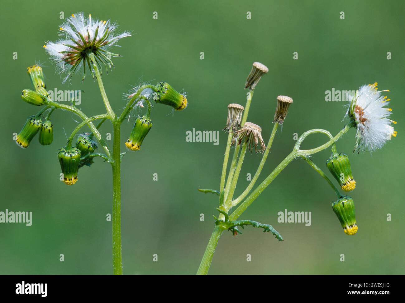 Groundsel (Senecio vulgaris) pianta da fiore che mostra anche la prima apertura della testa di seme, Berwickshire, Scozia, giugno 1998. Foto Stock