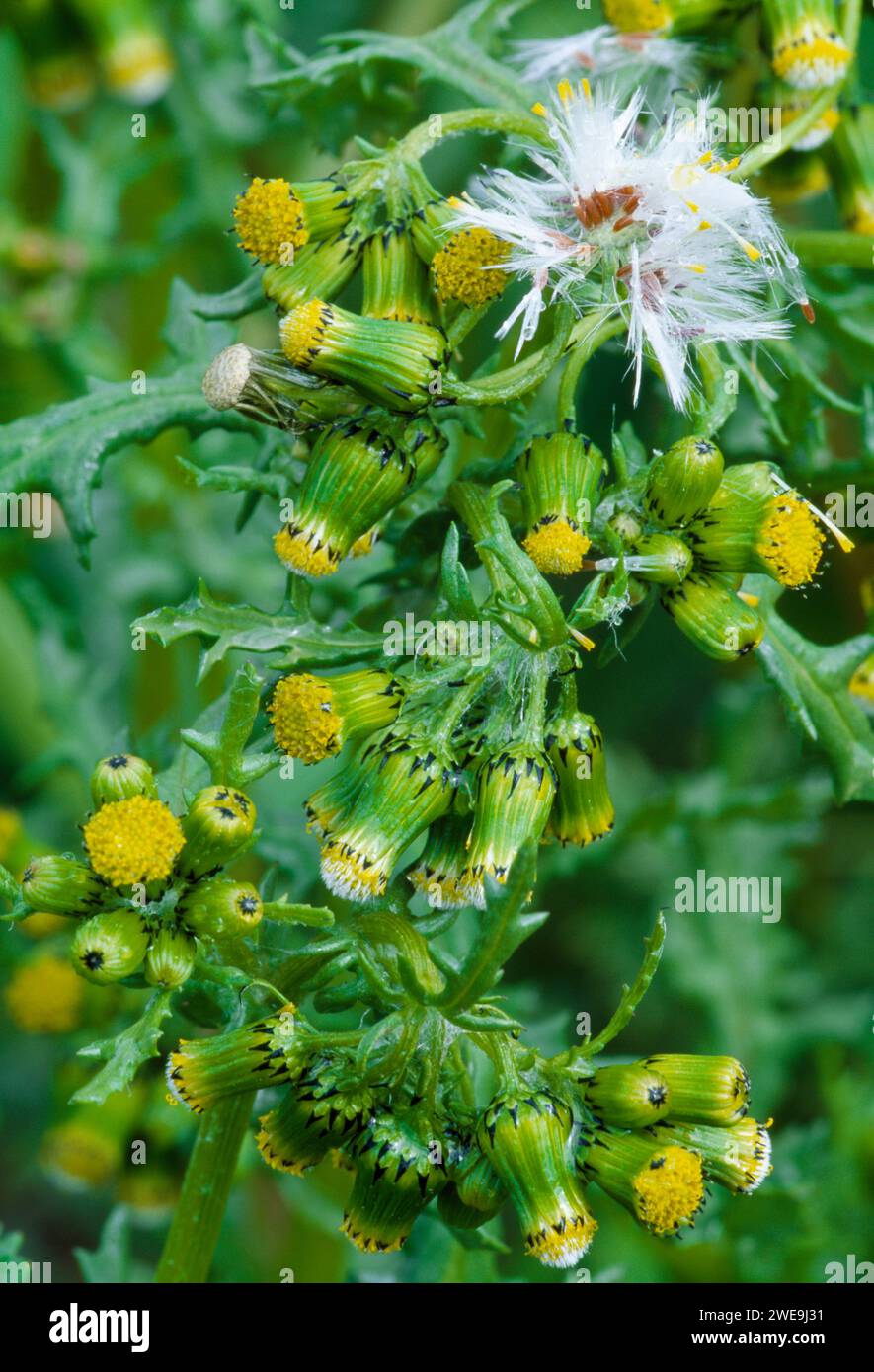 Groundsel (Senecio vulgaris) pianta da fiore che mostra anche la prima apertura della testa di seme, Berwickshire, Scozia, giugno 1998. Foto Stock