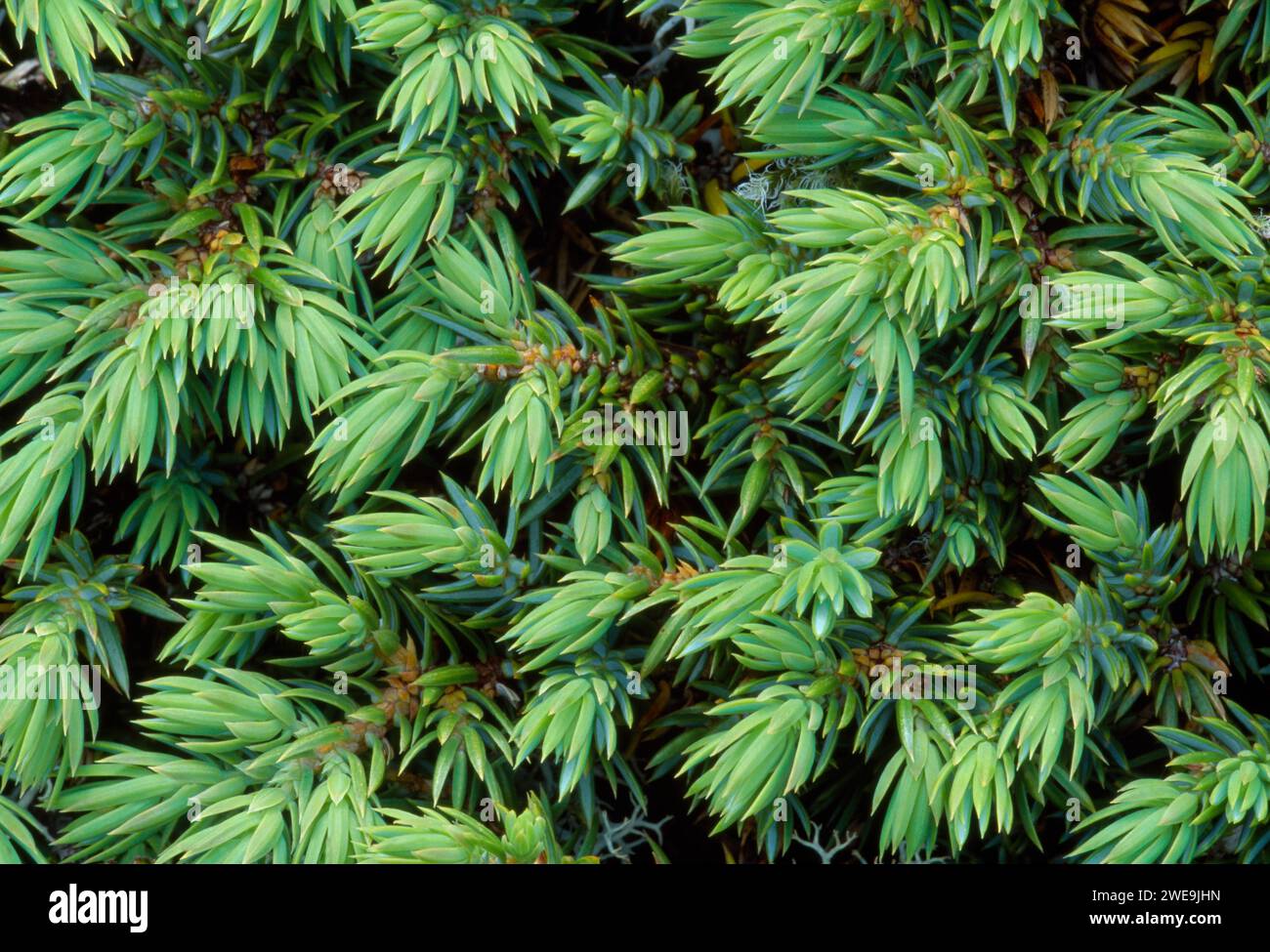 Pianta prostrata di ginepro (Juniperus communis) che cresce su una montagna nel Rum Cullin, Isle of Rum National Nature Reserve, Ebridi, Scozia. Foto Stock