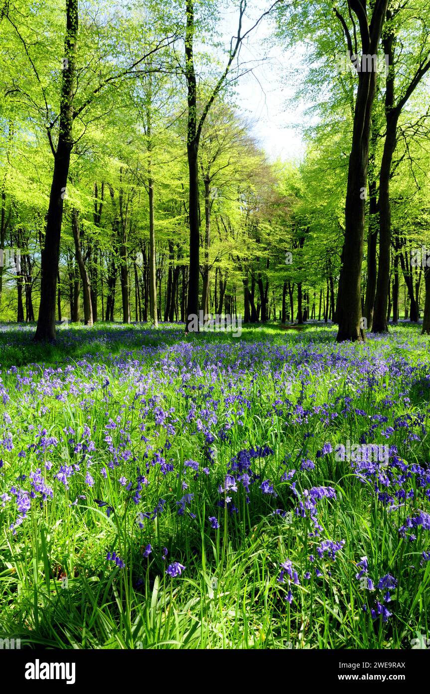 Campanelli in un bosco ombreggiato. Foto Stock