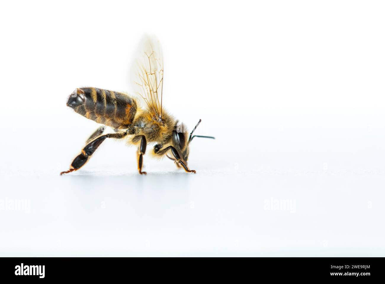 Honigbiene, Freisteller, (Apis mellifera), ein, Einzeltier, Foto Stock