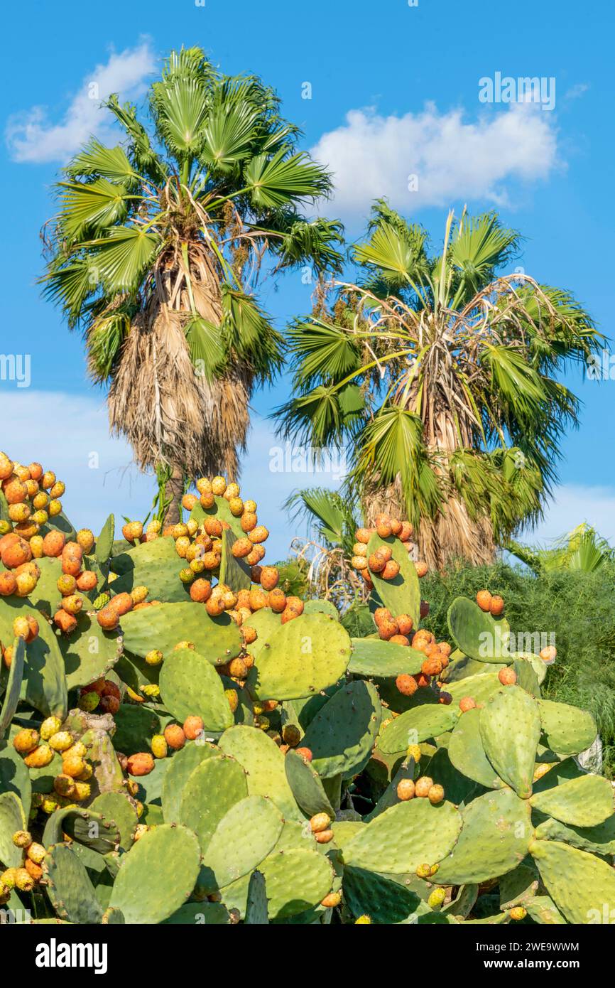 Kaktusfeigen und Palmen Foto Stock