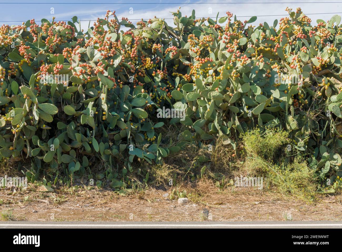 Kaktusfeigen An Einem Weg a Mallorca Foto Stock