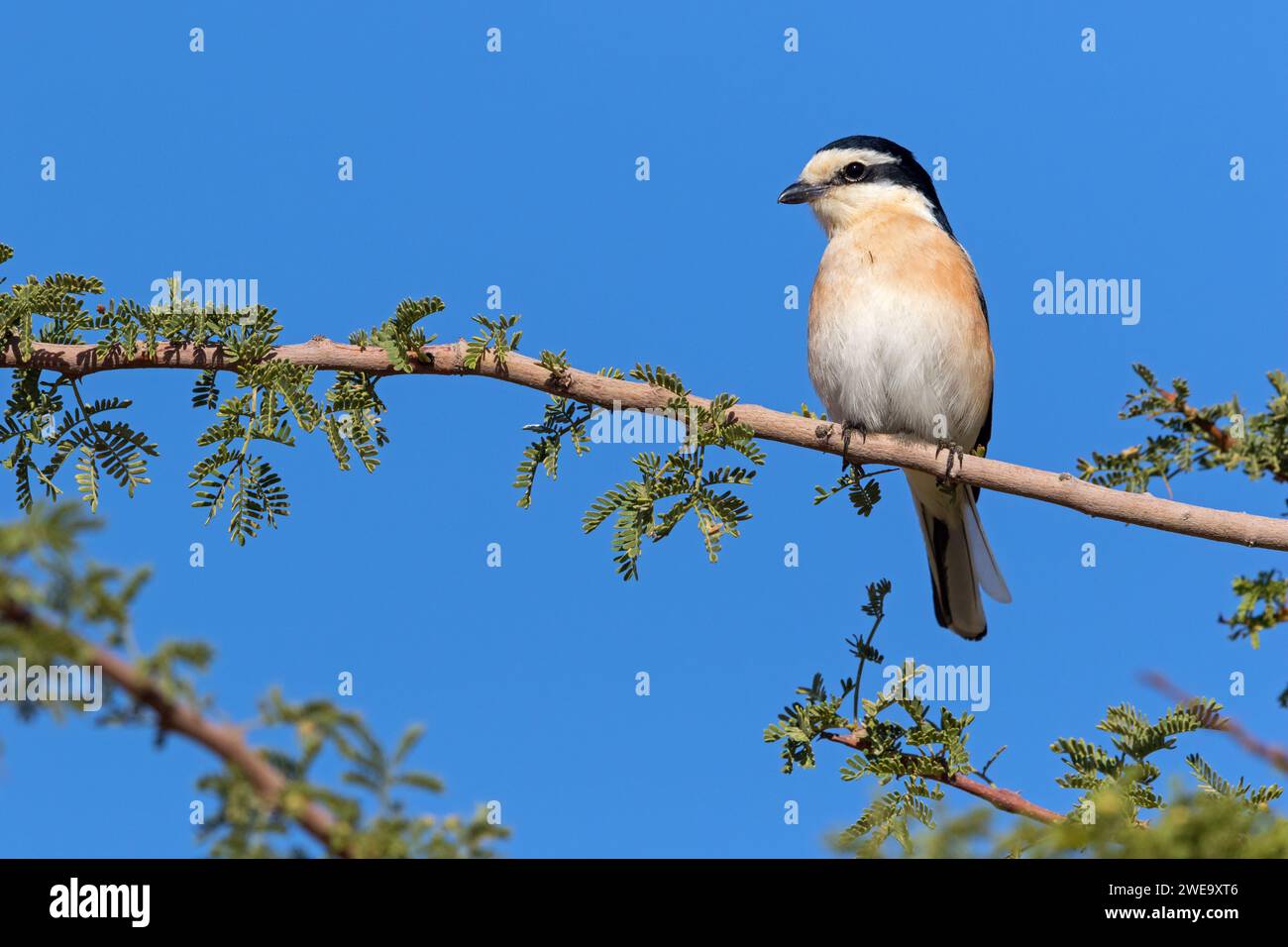 Maskenwürger, (Lanius nubicus), Foto Stock