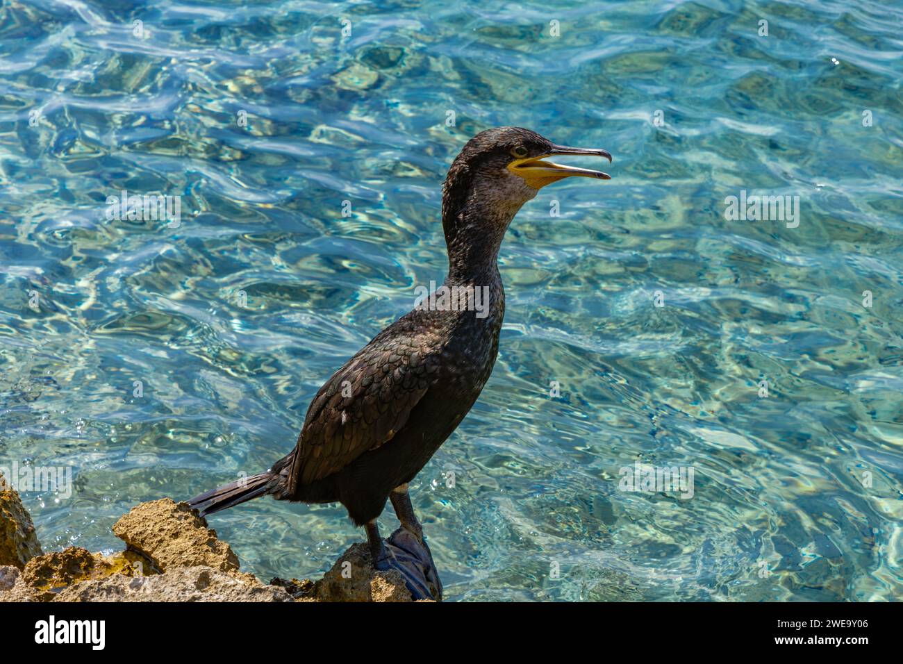 Grande cormorano nero sulla riva del mare Adriatico in Croazia Foto Stock