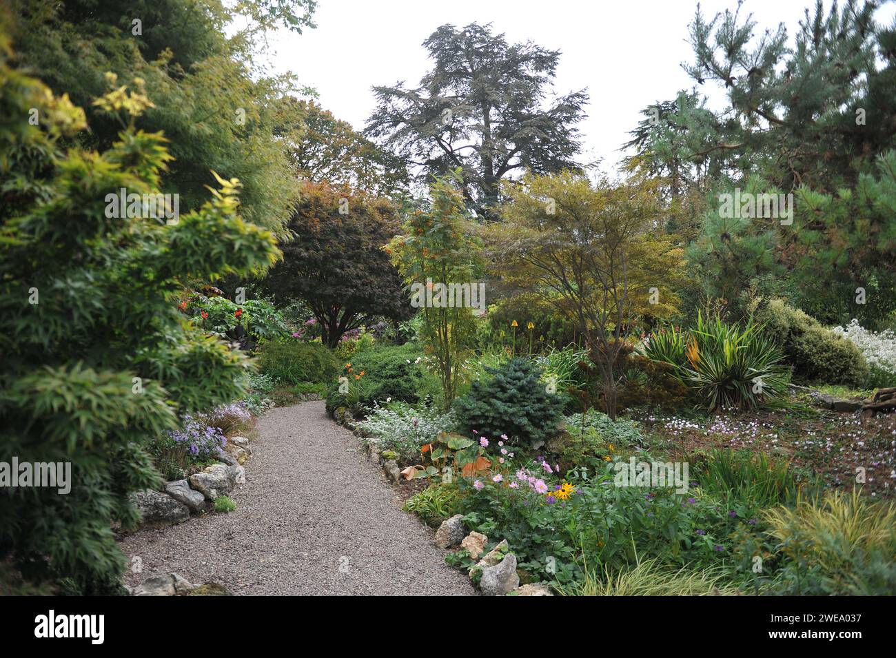 Il Picton Garden by the Old Court Nurseries, sede della National Plant Collection of Michaelmas Daisies (Symphyotrichum, Aster) Foto Stock