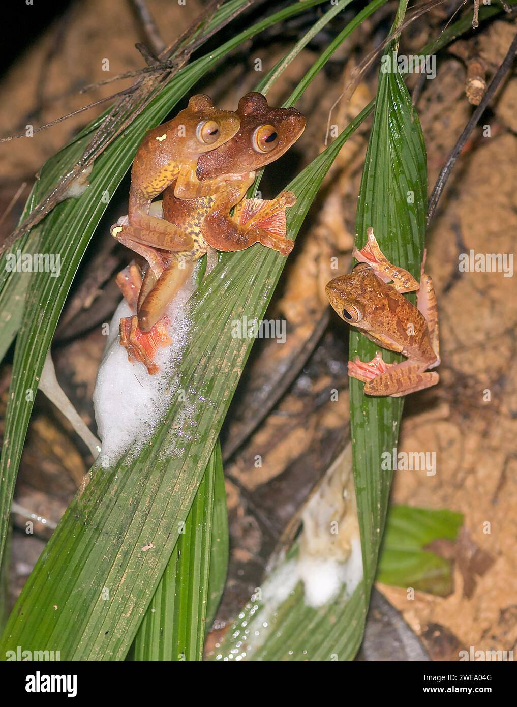 Harlekin-Laubfrosch, drei, Rane di Harlequin (Rhacophorus pardalis), Parco nazionale di Kubah, Sarawak, Borneo, zwei Jungtiere, Foto Stock