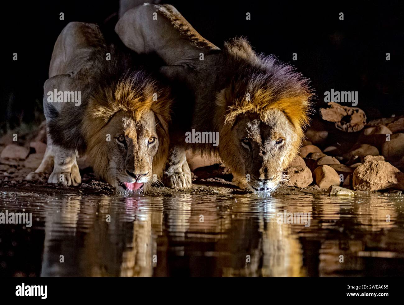 Zwei männliche Löwen trinken nachts Wasser am Wasserloch, Zimanga, Sudafrica, riserva di caccia privata, Foto Stock