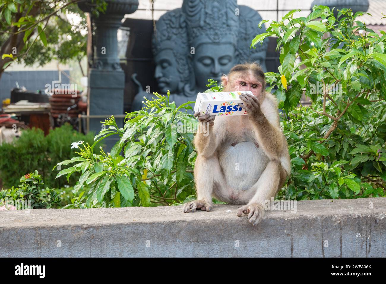 Mumbai, Maharashtra, India, Wild Monkey Drinking Lassi, solo editoriale. Foto Stock