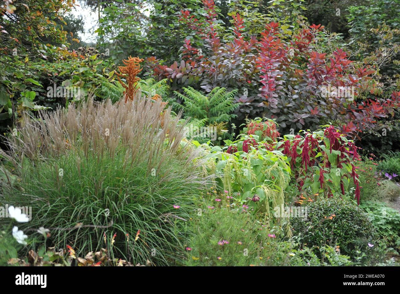 Un confine misto viola al Picton Garden presso l'Old Court Nurseries Foto Stock