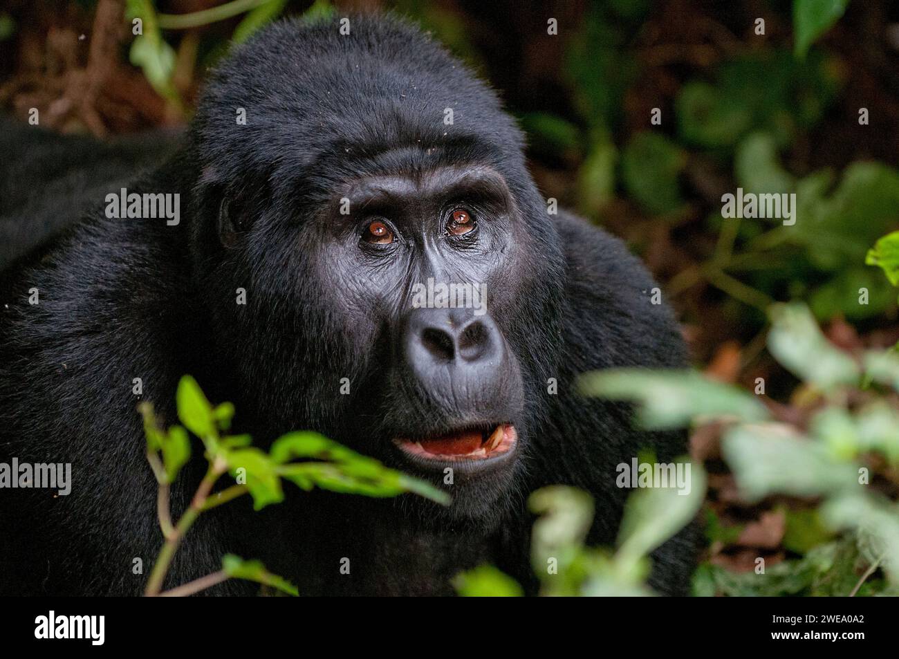 Gorilla (Gorilla berengei berengei) Berggorilla, Parco Nazionale impenetrabile Bwindi, Uganda. Foto Stock