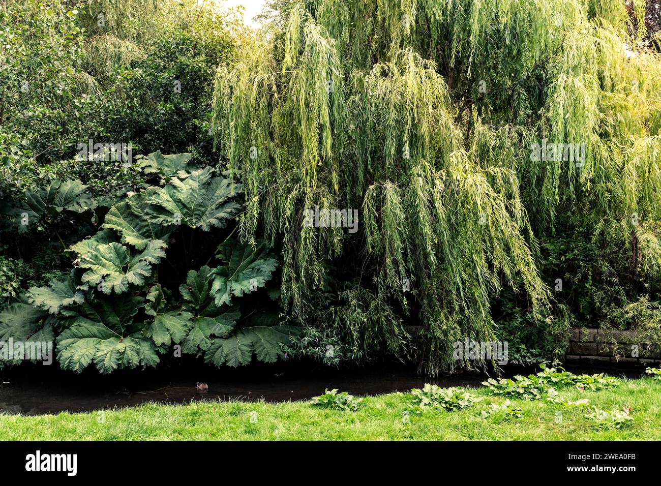 Willow Trees Salix e Gunnera manicata che crescono nei Trenance Gardens a Newquay, in Cornovaglia, nel Regno Unito. Foto Stock